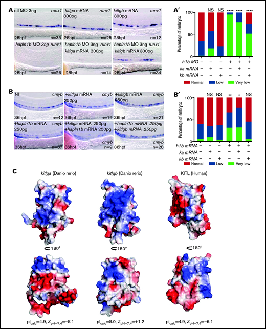 Hapln1b interacts with kitlgb to maintain kitlgb-kitb interactions in the AGM. (A) ISH expression pattern of runx1 in control morphants, kitlga mRNA–injected embryos, kitlgb mRNA–injected embryos, hapln1b morphants, embryos injected with both hapln1b MO and kitlga mRNA, and embryos injected with both hapln1b MO and kitlgb mRNA. (A′) Analysis of runx1 expression. All results are compared with control MO. Data were analyzed by Fisher’s exact test using R. Control (ctl) MO vs +kitlga, P = .05826; NI vs +kitlgb, P = .7939; NI vs +hapln1b, P < .0001; NI vs +hapln1b+kitlga, P < .0001; and NI vs +hapln1b+kitgb: P < .0001. (B) ISH expression of cmyb in NI control embryos, hapln1b mRNA–injected embryos, kitlgb mRNA–injected embryos, and embryos injected with both hapln1b and kitlgb. (B′) analysis of cmyb expression. All analysis is compared with the NI control. Data were analyzed by Fisher’s exact test using R. NI vs +kitlga, P = .8373; NI vs +kitlgb, P = .99; NI vs +hapln1b, P = .0051; NI vs +hapln1b+kitlga, P = .036; and NI vs +hapln1b+kitgb, P = .8617. h1b, hapln1b; ka, kitlga; Kb, kitlgb. (C) Electrostatic potential of KITL, kiltga and kitlgb at biological pH. Blue, positive charge; white, neutral charge; red, negative charge. NI, non-injected.