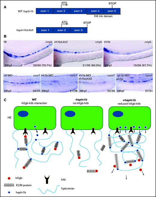 Hapln1b overexpression inhibits cmyb through interactions mediated by the link domains. (A) Schematic representation of WT hapln1b and a truncated version that lacks exons 4 and 5 (hapln1bΔ4Δ5). (B) ISH expression of cmyb in NI control embryos, hapln1b mRNA–injected embryos and hapln1bΔ4Δ5-injected embryos at 36 hpf. ISH expression of runx1 in control MO (ctl MO), hapln1b MO (h1b MO), hapl1b MO, and hapln1bΔ4Δ5 mRNA–injected (h1b MO and h1bΔ4Δ5), and hapl1b MO and hapln1b full-length mRNA (h1bMO and h1b)–injected embryos at 28 hpf. (C) Summary of proposed model. In the wild-type situation, hapn1b helps kitlgb to interact with kitb in the AGM to permit runx1 expression and HSPC formation. Loss of hapln1b results in a loss of kitlgb interaction with kitb, no runx1 expression, and no HSPCs forming. Overexpression of hapln1b results in a dense ECM and reduced kitlgb interaction with kitb, impairing HSPC emergence and survival. HE, hemogenic endothelium; NI, non-injected.