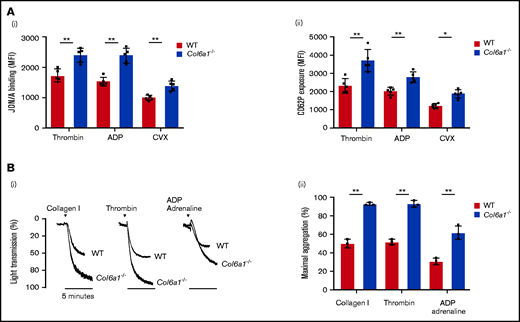 Col6a1−/− platelets display an increased tendency toward activation and aggregation. (A) Platelet activation response in platelets from WT and Col6a1−/− mice, measured 10 minutes after stimulation with 0.1 U/mL thrombin, 25 μM ADP, or 20 ng/mL CVX. Platelet activation was detected by the binding of the JON/A antibody against activated integrin αIIbβ3 (Ai) and the binding of the anti-CD62P antibody (Aii). Data are mean ± SD (n = 5). Student t test. (Bi) Representative aggregation response of washed platelets (1.7 × 105/μL) prepared from WT and Col6a1−/− mice. Platelets were stimulated with different agonists (collagen I 5 μg/mL, thrombin 0.5 U/mL, and ADP plus adrenaline 20 μM each, in the presence of 1 mM CaCl2. Platelet aggregation was measured as a change in light transmission using a lumi-aggregometer. (Bii) Quantification of the percentage of maximal platelet aggregation. Data are mean ± SD (n = 3). Student t test. *P < .05, **P < .01. MFI, mean fluorescence intensity.