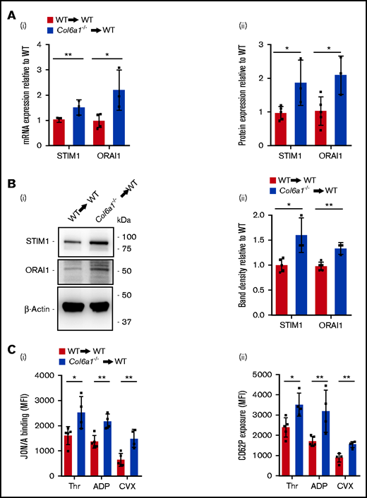 Col6a1−/− Mks and platelets maintain SOCE alterations after BM transplantation in a WT background. (Ai) qRT-PCR analysis of STIM1 and ORAI1 mRNA expression in sorted BM Mks from WT recipient mice after BM transplantation with WT (WT→WT) or Col6a1−/− (Col6a1−/−→WT) Lin− BM cells. Data are mean ± SD (WT→WT, n = 5; Col6a1−/→WT, n = 3). Student t test. (Aii) Flow cytometry analysis of STIM1 and ORAI1 protein levels in BM Mks from WT recipient mice after BM transplantation, as in (i). Data are mean ± SD (WT→WT, n = 5; Col6a1−/−→WT, n = 3). Student t test. (Bi) Western blot for STIM1 and ORAI1 in platelets isolated from WT recipient mice after BM transplantation with WT or Col6a1−/− Lin− BM cells, as in (A). β-Actin was used as a loading control. (Bii) Band densities were quantified and expressed relative to WT→WT. Data are mean ± SD (WT→WT, n = 5; Col6a1−/−→WT, n = 3). Student t test. (C) Platelet activation measured as integrin αIIbβ3 activation (i) and CD62P cell surface exposure (ii) after stimulation with 0.1 U/mL thrombin (Thr), 25 μM ADP, or 20 ng/mL CVX in platelets isolated from WT recipient mice after transplantation with WT or Col6a1−/− Lin− BM cells. Data are mean ± SD (WT→WT, n = 5; Col6a1−/−→WT, n = 4). Student t test. *P < .05, **P < .01. MFI, mean fluorescence intensity.