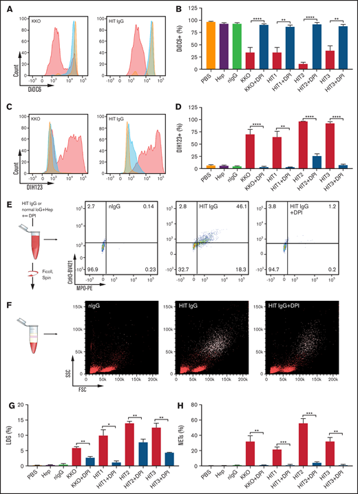 ROS is required for HIT IgG-induced NETosis. (A) Representative histograms of DiOC6 fluorescence in the neutrophil (CD15+) population when stimulated with normal IgG (orange), KKO (left), or HIT IgG (right) plus heparin (0.5 U/mL) in the absence (red) or presence (blue) of DPI, using flow cytometry. (B) Quantification of mitochondrial membrane potential in control or HIT immune complex–activated neutrophils from healthy individuals, with and without NOX inhibitor DPI (n = 4). (C) Representative histograms of DIH123 staining in the neutrophil (CD15+) population when stimulated with normal IgG (orange), KKO (left), or HIT IgG (right) in the absence (red) or presence (blue) of DPI. (D) Quantification of ROS production in control or HIT immune complex–activated neutrophils from healthy individuals, with and without NOX inhibitor DPI (n = 4 except HIT3, n = 3). Representative dot plots of (E) NETosis (MPO+Cit H3+) and (F) the LDG population (CD15+ events, white dots). Quantification of (G) percentage of LDG (n = 3) and (H) NETosis in blood treated with control or HIT IgG complexes, in the absence and presence of DPI (n = 4). Data expressed as mean plus or minus SEM. *P < .05, **P < .01, ***P < .001, and **** P < .0001 by Student t test . FSC, forward scatter; MPO-PE, myeloperoxidase-phycoerythrin; Ms IgG, mouse IgG (used as control for KKO); Norm, normal; SSC, side scatter.