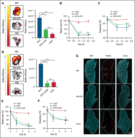Inhibiting ROS protects mice from HIT-induced thrombosis but not thrombocytopenia. FcγRIIa+/hPF4+ double transgenic mice were injected IV with normal IgG or KKO. Heparin was injected intraperitoneally. Representative images and graphical representation of fluorescence intensity from platelet accumulation in mouse lungs from mice treated with normal IgG, KKO, and vehicle control, (A) KKO and DPI (n = 4), or (D) KKO and GSK2795039 (n = 3). (B,E) Platelet counts are represented as percentage of platelets relative to basal levels (n = 4). Rectal temperature of FcγRIIa+/hPF4+ mice treated with KKO or normal IgG, with and without (C) DPI (n = 4) or (F) GSK2795039 (n = 3). (G) Confocal images of lung lobe from mice treated with heparin and KKO, KKO and GSK2795039, or control IgG. 4′,6-Diamidino-2-phenylindole (DAPI)-stained nuclei (blue), platelet-rich thrombi (red). Scale bar, 1 mm.