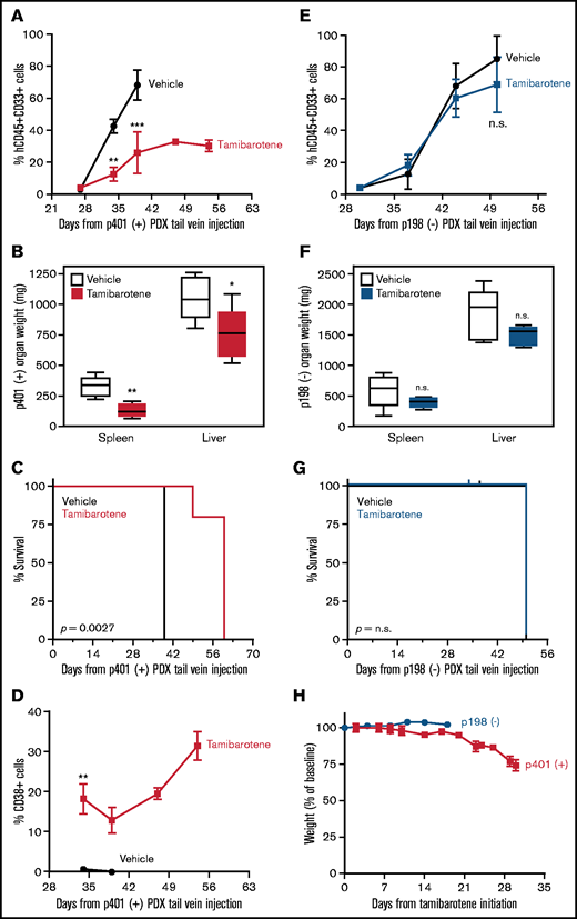 RARA SE presence predicts pAML in vivo sensitivity to tamibarotene. (A) Effect of tamibarotene (6 mg/kg by oral gavage daily) on peripheral blood leukemic burden in p401, a RARA SE+ pAML PDX mice (n = 5 per arm). (B) Effect of tamibarotene treatment on the liver and spleen weights of p401 PDX mice at time of euthanasia. (C) Effect of tamibarotene treatment on survival of p401 PDX mice. (D) CD38+ cells percentage in response to tamibarotene treatment in p401 PDX mice. (E) Effect of tamibarotene on the peripheral blood leukemia burden of p198, an RARA SE− pAML PDX (n = 6 per arm). (F) Effect of tamibarotene treatment on the liver and spleen weights of p198 PDX mice at time of euthanasia. (G) Effect of tamibarotene treatment on survival of p198 PDX mice. (H) Body weights of both p401 and p198 mice treated with tamibarotene over time. **.001 < P < .01; ***.0001 < P< .001. n.s., not significant.