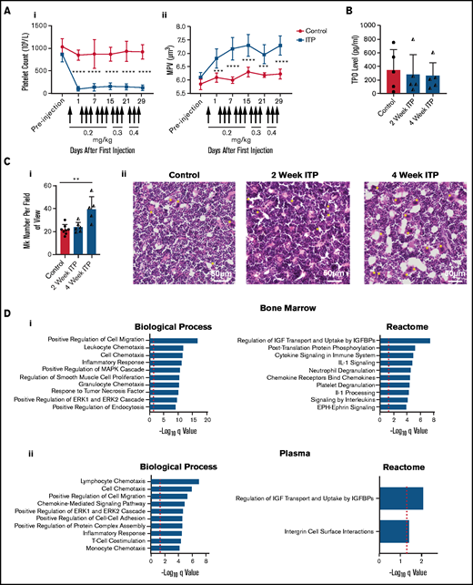 Repeated intraperitoneal injection of mice is a model for sustained ITP. (A) A single intraperitoneal injection of anti-CD41 antibody (delineated by an arrow) every 48 hours induces severe thrombocytopenia associated with an increase in mean platelet volume (MPV). For routine monitoring of ITP induction, mice were bled 24 hours after injection (n = 5-10 mice). P values were calculated by a two-way analysis of variance (ANOVA) with Sidak’s multiple comparison test (****P < .0001, MPV 1 day post injection control vs ITP ***P = .0009, MPV 21 days post injection control vs ITP ***P = .0003). (B) Circulating TPO levels during ITP progression (n = 4-5 mice; data are representative of 2 independent experiments). P values were calculated by a Kruskal-Wallis test with Dunn’s multiple comparisons test (control vs 2-week ITP P > .99, control vs 4-week ITP P > .99, 2-week ITP vs 4-week ITP P > .99). (Ci) BM megakaryocyte (Mk) numbers during ITP progression (n = 5-8 mice; data are representative of 2 independent experiments). P values were calculated by a Kruskal-Wallis test with Dunn’s multiple comparisons test (control vs 2-week ITP P > .99, control vs 4-week ITP **P = .0069, 2-week ITP vs 4-week ITP P = .10). (Cii) Representative hematoxylin and eosin stained diaphysis BM sections from WT femurs with Mks indicated by yellow stars. Images were obtained using a Zeiss AxioScan.Z1 slide scanner. (D) Gene Ontology terms within the biological process domain and reactome pathways identified by STRING analysis of upregulated cytokines in the BM (i) and plasma (ii) of mice with 4-week ITP relative to control. Cytokine analysis was performed using a Proteome Profiler Mouse XL Cytokine Array Kit (R&D Systems). Data are shown as mean ± standard deviation (SD). Red dotted lines,log10(0.05)=1.3; EPH, Erythropoietin producing hepatocellular carcinoma receptors; Ephrin=EPH receptors interacting proteins; IL-1, interleukin-1.