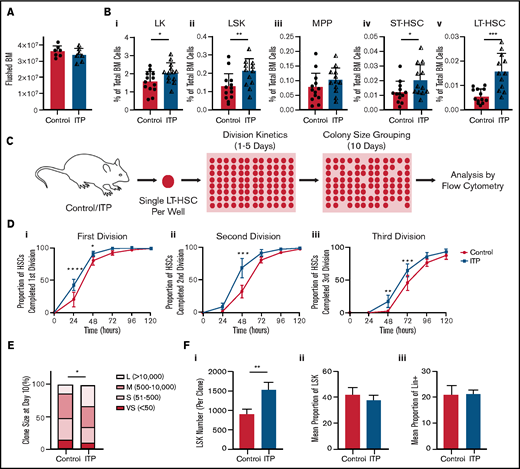 Sustained ITP drives progenitor expansion and LT-HSC proliferation. (A) Total cell counts from flushed BM (n = 7; data are representative of 2 independent experiments; Mann-Whitney U test P = .46). (B) Flow cytometry analysis of hematopoietic progenitor populations (n = 13; data are representative of 3 independent experiments): (i) Lin–c-Kit+ (LK) *P = .034, (ii) Lin–Sca–1+c-Kit+ (LSK) **P = .0055, (iii) LSK CD48+CD150–P = .068, (iv) LSK CD48–CD150– *P = .019, (v) LSK CD48–CD150+ ***P = .0005. P values were calculated by Mann-Whitney U tests. (C) Experimental outline for C-E. (D) Cumulative time taken for a single LT-HSC to complete first (i), second (ii), and third (iii) division (n = 4-5 mice; data are representative of 2 independent experiments). P values were calculated by a two-way ANOVA with Sidak’s multiple comparison test. (E) Colony size after 10 days in culture (n = 3-4 mice; data are representative of 2 independent experiments). *P = .020, calculated by a two-way ANOVA. Colonies were categorized as very small (VS; <50), small (S; 51-500), medium (M; 501-10 000), or large (L; >10000). (F) After 10 days in culture, colonies were analyzed by flow cytometry for the expression of lineage and LSK markers (n = 143 clones from controls and n = 208 clones from mice with sustained ITP; n = 3 mice; data are representative of 2 independent experiments). LSK numbers (i, **P = .006), LSK frequency (ii, P = .92), and Lin+ cell frequency (iii, P = .55). P values were calculated by Mann-Whitney U tests. All data are shown as mean ± SD except in panel E, which shows mean ± standard error of the mean (SEM). MPP, multipotent progenitors; ST-HSC, short-term LT-HSC.