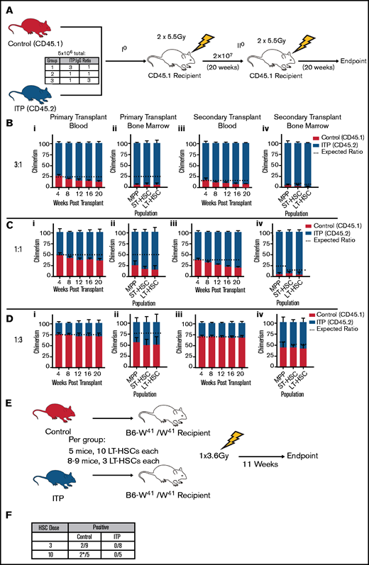 Sustained ITP increases the frequency of functional LT-HSCs in vivo. (A) Experimental outline for B-D. (Bi, Ci, Di) Peripheral blood from primary recipients 4 to 20 weeks after transplantation. (Bii, Cii, Dii) Analysis of BM from primary recipients 20 weeks after transplantation. (Biii, Ciii, Diii) Analysis of peripheral blood from secondary recipients 4 to 20 weeks after transplantation. (Biv, Civ, Div) Analysis of BM from secondary recipients 20 weeks after transplantation. The horizontal dotted line shows the expected ratio if ITP had no effect on chimerism; for primary recipients, this was calculated on the basis of the transplanted ratio of donor cells, and for secondary recipients, this was calculated on the basis of the end point of the primary recipients (n = 5 mice per recipient group). (E) Experimental outline for panel F. (F) After 11 weeks, 2 of 9 recipients receiving 3 control LT-HSCs and 2 of 5 recipients receiving 10 LT-HSCs experienced chimerism, whereas 0 recipients receiving ITP LT-HSCs experienced chimerism (P = .013). P value was calculated with a χ2 test. A successful transplantation was defined as >1% CD45.2 chimerism. After 11 weeks, 1 mouse transplanted with 10 control LT-HSCs showed >1% CD45.2 chimerism, and 1 mouse showed trace amounts of chimerism (<1%) as marked by an asterisk (*). All data are shown as mean ± SD.