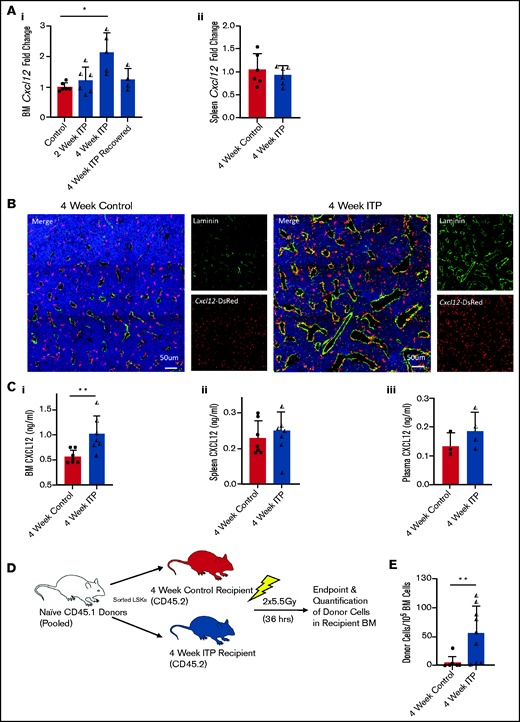 ITP progression increases BM CXCL12 expression and is associated with increased progenitor homing. (Ai) BM Cxcl12 expression (n = 4-6 mice; data are representative of 1-2 independent experiments) (control vs 2-week ITP P > .99, control vs 4-week ITP *P = .021, control vs 4-week ITP recovered P > .99, 2-week ITP vs 4-week ITP P = .14, 4-week ITP vs 4-week ITP recovered P = .43). P values were calculated by a Kruskal-Wallis test with Dunn’s multiple comparison test. (Aii) Spleen Cxcl12 expression (n = 6 mice; data are representative of 2 independent experiments; P = .82). P value was calculated by using a Mann-Whitney U test. (B) Representative confocal images of diaphysis BM from femurs of Cxcl12DsRed/+ mice with sustained ITP vs controls. (C) CXCL12 enzyme-linked immunosorbent assay using (i) BM supernatant (n = 7 mice; **P = .0023), (ii) spleen homogenate (n = 7 mice; P = .38), and (iii) plasma (n = 3-4 mice; P = .23). Data are representative of 2 independent experiments. P values were calculated by using Mann-Whitney U tests. (D) Experimental outline for panel E. (E) Homing of naïve progenitors to the BM of mice with 4-week ITP vs controls (n = 8-9 mice; P = .004). Data are representative of 2 independent experiments. P value was calculated by using a Mann-Whitney U test. All data are mean ± SD.