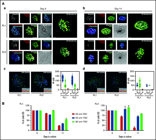 Primary FL cell survival in cellular capsules. (A) Imaging of purified FL B cells coencapsulated with TSC after 3 days (a) and 14 days (b) of encapsulation. Multicolor live/dead (CalceinRed/NucRed Dead) imaging of patient B cells with GFP-TSC and nuclei counterstaining with Hoechst were depicted. Spheroids were imaged on a spinning disk microscope (Aa) and on a confocal microscope (Ab) with equivalent settings (spectral windows and physical dimensions). Individual channels are depicted on the top, overlays of NucRed Dead and Calcein Red and of Hoechst and GFP on the lower panels. Individual cell analysis after 3 days (c) and 14 days (d) in culture. Renderings of nuclei centers projected in 2D as colored spheres (FL B: blue, TSC: green, Dead cells: red). Three capsules of each FL type were counted and averaged counting were plotted. (B) Evolution of the number of primary FL B cells cultured in suspension or in capsules. Cells were cultured in suspension alone or with GFP-TSC or in capsules with Matrigel and GFP-TSC for various duration. The GFPneg FL B-cell number was determined by flow cytometry with count beads, after trypsinization of cells or capsule dissolution and Hoechst 33258 staining for gating on live cells.