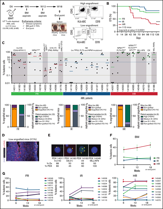 Characterization of risk-stratified AML engraftment in NSGS mice. (A) Experimental design (left panel) and representative FACS analysis of the engraftment (right panels). (B) Kaplan-Meier curves representing the 18-week EFS from each risk group (n = 28 AML primary samples and 112 mice). Mice were considered “dead” when they showed disease symptoms with detectable human graft in BM or when human graft reached 70% in BM. (C) Percentage of AML engraftment in BM at euthanization for all patient samples grouped by risk (upper panel). The horizontal dotted lines indicate the cutoff for engraftment levels >0.1% (red line), between 0.1% to 5% (blue line), and >20% (green line). Each circle represents a single mouse. Gray circles depict mice with <0.01% engraftment. The mean engraftment for the 3 or 4 mice used per patient sample is represented as a horizontal bar. Percentage of engrafted mice (leukemic cells > 0.1%) and percentage of engrafted patient samples (lower panels). Based on engraftment levels, patient samples were categorized as high (leukemic graft > 20%), medium (5-20%), or low (0.1-5%). (D) In situ 3-dimensional microscopy imaging of murine BM from a representative very low engrafted sample (0.8% by FACS; supplemental Video). (E) FISH for the indicated chromosomal abnormalities in PDX cells retrieved from mice at week 18. Magnification 100×. Yellow arrowheads depict the indicated chromosome abnormalities. (F) Engraftment kinetics in BM for each AML risk group at 6, 12, and 18 weeks (or at the end point). Data are mean (± SEM) engraftment levels for all patients within each risk group. (G) As in (F) but showing each patient and risk group independently. Each point indicates the mean engraftment for each patient sample (3-4 mice). Individual mice euthanized before week 18 are indicated by “†”; the engraftment value observed at euthanization was maintained at the end point. ****P < .0001, log-rank test. NK, normal karyotype; CK, complex karyotype; D, day; IBMT, intra-BM transplantation; W, week.