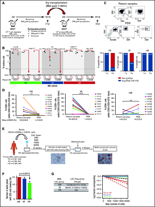 Secondary transplantation of risk-stratified AML cells in NSGS mice. (A) Experimental design. 1ry, primary; 2ry, secondary. (B) Percentage of BM engraftment in secondary (2ry) recipients (n = 24) at euthanization (18 weeks or sacrifice point) for each patient sample grouped by risk (left panel). Only the highly engrafted primary samples/mice were selected for serial transplantation (1-2 mice). The dotted line indicates the cutoff for engraftment levels > 0.1%. Each circle represents a single mouse. Gray circles depict mice with <0.01% engraftment. Percentage of engrafted 2ry recipients (leukemic cells > 0.1%) transplanted with BM cells from primary recipients of FR, IR and HR samples (right panel). (C) Representative FACS analysis of CD45, CD33, CD19, and CD34 expression in AML patient samples and PDXs. CD34 expression within the leukemic blasts is heterogeneous. (D) Proportion of CD34+ AML blasts before and after xenotransplantation in NSGS mice for all risk-stratified AML primary samples (n = 28). For primary AML samples, each point represents a single patient. (E) Schematic diagram of the LTC-IC assays. Magnification 40×. Red arrowheads depict the colonies. (F) Number of wells plated with 250 cells showing CAs after 5 weeks of blast:MS5 LTC. (G) Estimated LICs in FR, IR, and HR AML primary samples for cell doses of 250 to 2000 AML blasts. For PDX samples, each dot represents the mean ± SEM from all mice transplanted with that sample (n = 112 mice). Data are mean ± SEM. **P < .01, ****P < .0001, unpaired Student t test. D, day; IBMT, intra-BM transplantation; ND, not detected; NK, normal karyotype; ns, not significant; W, week.