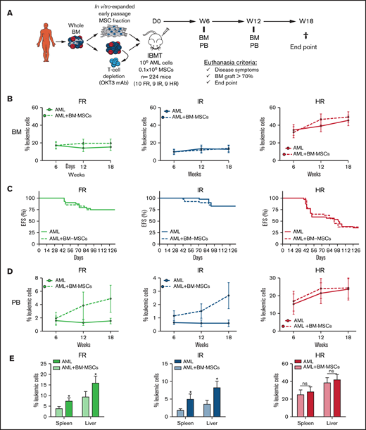 Orthotopic coadministration of patient-matched BM MSCs together with AML blasts does not enhance BM engraftment levels but favors peripheralization of engrafted AML cells. (A) Experimental design. (B) Kinetics of risk-stratified AML engraftment in BM at 6, 12, and 18 weeks in the presence or absence of patient-matched BM MSCs. Each point represents the mean (±SEM) of 36 to 40 mice. (C) Kaplan-Meier curves depicting 18-week EFS of mice transplanted with risk-stratified AML samples with or without BM MSCs (n = 28 AML samples; n = 224 mice). (D) Kinetics of risk-stratified AML engraftment in PB at 6, 12, and 18 weeks in the presence or absence of patient-matched BM MSCs. Each point represents the mean (±SEM) of 36 to 40 mice. (E) Blast infiltration in spleen and liver at euthanization for risk-stratified AML in the presence or absence of patient-matched BM MSCs. Data are mean ± SEM. *P < .05, unpaired Student t test. D, day; IBMT, intra-BM transplantation; ns, not significant; W, week.