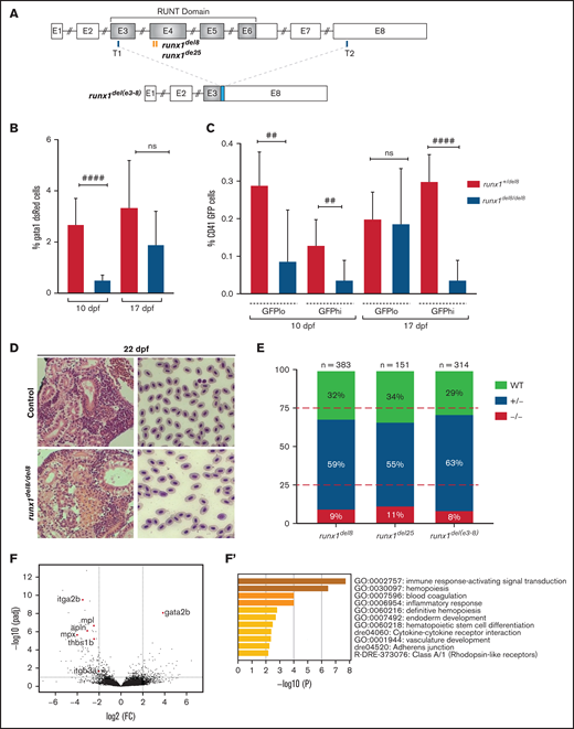 runx1−un mutants survive to adult and recover multilineage hematopoiesis. (A) Schematic representation of the runx1 gene showing the regions (orange bars) targeted with engineered TALENs that generated the runx1del8, runx1del25 mutant lines and the CRISPR targets, T1 and T2 (blue bars), used to generate the runx1del(e3-8) mutant line as shown in the lower panel. The cyan box in the lower panel indicates a 66-bp insertion between the 2 cut sites. Percentage of gata1:dsRed+ (B) and cd41:GFPlow or cd41:GFPhigh (C) in Tg(gata1:dsRed; cd41:GFP) runx1del8/del8 runx1+/del8 controls at 10 and 17 dpf analyzed by flow cytometry (##P < .01, ####P < .0001). (D) Kidney histology and blood smear of a representative 22 dpf runx1del8/del8 appear similar to a runx1+/del8 control sibling. (E) Stacked bar chart showing the percentage of adult runx1del/del8, runx1del2/del25, and runx1del(e3-8)/del(e3-8) recovered from inbred heterozygous parents; red dashed lines indicate the expected Mendelian ratio. (F) Volcano plot showing the differentially expressed genes in the kidneys between adult runx1−un and wild-type zebrafish. The red dots identify known hematopoietic markers for thrombocytes, myeloid cells, and HSCs that are differentially expressed at FC > 2 and Padj < .05. (F′) Gene ontology enrichment analysis results for panel F.