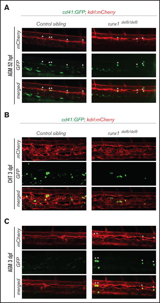 Development of cd41:GFP+ hematopoietic precursors in runx1del8/del8 AGM and CHT. (A) Snapshots of the AGM region of runx1del8/del8 and control sibling Tg(cd41:GFP); Tg(kdrl:mCherry) at 52 hours postfertilization (hpf), obtained from time-lapse recordings on a confocal microscope (supplemental Movies 1 and 2). cd41:GFP+ mCherry+ double-positive cells are indicated with white asterisks. (B-C) Live confocal imaging of the CHT (B) and AGM (C) regions in the Tg(cd41:GFP); (B)  Tg(kdrl:mCherry) embryos at 3 dpf. cd41:GFP+ cells are found in the CHT. (C) Residual cd41:GFP+ cells (white asterisks) are still detectable in the AGM of runx1del8/del8.