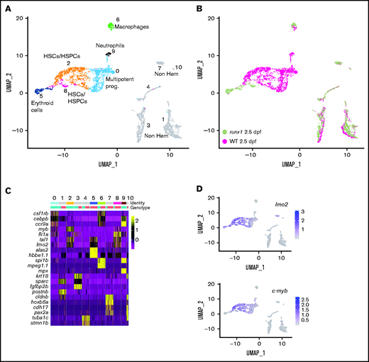 Single-cell gene expression profile of wild-type and runx1del8/de cd41:GFPlow hematopoietic precursors at 2.5 dpf. (A) UMAP of freshly FACS-isolated cd41:GFPlow cells from wild-type and runx1del8/del8 embryos at 2.5 dpf. Colored clusters represent hematopoietic cells; gray clusters are nonhematopoietic (based on expression profile). (B) UMAP depicting the genotypes of the cd41:GFPlow cells. Mint dots, wild type; magenta dots, runx1del8/del8. (C) Heat map depicting the expression of signature genes representative of different cell identities. The horizontal bars on the top correspond to the clusters identified in panel A (Identity) and show the distribution of the 2 genotypes (Genotype) across the clusters. One hundred representative cells per clusters are shown. (D) Feature plots depicting the expression level of the HSC markers c-myb and lmo2 (purple is high, gray is low). See also supplemental Figure 2 for additional scRNA-seq data from 2.5-dpf embryos.