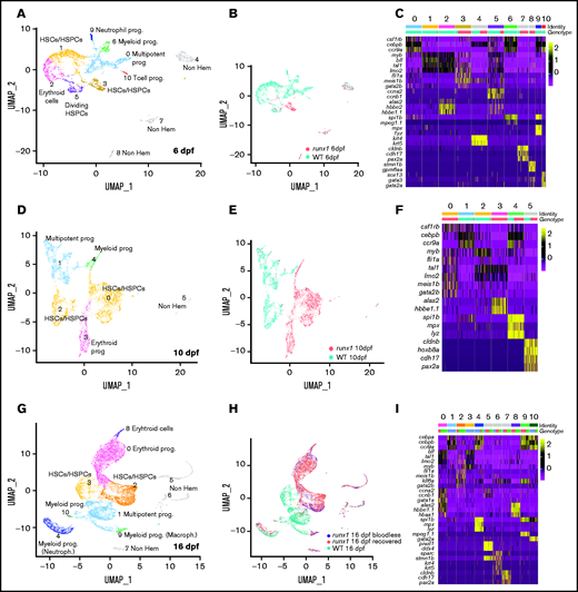 Single-cell analysis of wild-type and runx1del8/del8 cd41:GFPlow at 6, 10, and 16 dpf show only few overlapping populations. UMAP of freshly FACS-isolated cd41:GFPlow cells from wild-type and runx1del8/del8 embryos at 6 (A), 10 (D), and 16 dpf (G). Colored clusters represent hematopoietic cells; gray clusters are nonhematopoietic (based on expression profile). UMAP depicting the genotypes of the cd41:GFPlow cells at 6 (B), 10 (E), and 16 (H). Mint dots, wild type; magenta dots, runx1del8/del8 (B,E). At 16 dpf, mint dots represent wild type; magenta dots, runx1del8/del8 with circulating blood cells (recovered); blue dots, bloodless runx1del8/del8. (C,F,I) Heat maps depicting the expression of signature genes representative of different cell identities in each of the clusters identified, respectively, in panels A, D, and G. The horizontal bars on the top correspond to the clusters identified the correspondent UMAP (Identity) and show the distribution of the 2 genotypes (Genotype) across the clusters. One hundred representative cells per clusters are shown. See also supplemental Figures 3 and 4 for additional scRNA-seq data.