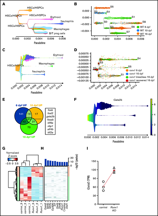 Gata2 is upregulated in the HSPCs of Runx1 zebrafish and mice knockouts. (A) Stream plot representing the pseudotime trajectory projection of wild-type cd41:GFPlow cells at 6, 10, and 16 dpf and their different identities. (B) Subway map depicting the distribution of wild-type cd41:GFPlow cells from different time points to the different branches. (C) Stream plot representing the pseudotime trajectory projection of runx1del8/del8 cd41:GFPlow cells at 6, 10, and 16 dpf and their different identities. (D) Subway map illustrating the contribution of runx1del8/del8 cd41:GFPlow at different time points to the different branches. (E) Venn diagram representing the number of upregulated genes in runx1del8/del8 HSC/HSPCs vs wild-type at 6, 10, and 16 dpf (Padj < .05, FC > 1.5). Sixty-one genes were commonly upregulated, of which 8 were transcription factors (listed). (F) Stream plot depicting the expression of gata2b in the runx1del8/del8 larval cd41-GFPlow pseudotime development (from panels C and D). See supplemental Figure 5 for additional analyses of hematopoietic differentiation trajectories in runx1del8/del8 and wild-type larvae at 6, 10, and 16 dpf. (G) Unsupervised hierarchical clustering of wild-type and Runx1−un RNAseq samples and heat map depicting the differentially expressed genes between wild-type and Runx1−un c-Kit+ HSPCs (940 downregulated and 414 upregulated in the Runx1−un; Padj < .05, FC > 2). (H) Top transcription factors enriched for regulating the differentially expressed genes. The x axis of the heatmap lists the transcription factors, and the y axis shows the DE genes sorted in the same order of the y axis in panel B. Bar plot on the top showed the enrichment P values for each transcription factor. (I) Gata2 expression in c-kit+ bone marrow cells in control and Runx1−/− mice, measured by RNA-seq. Round and triangle points mark transcripts per kilobase million values of each mouse in control and Runx1−/− mice, respectively. Red ticks mark the average transcripts per kilobase million value. See supplemental Figure 6 for additional data on Gata2 expression in Runx1 conditional knockout mice.