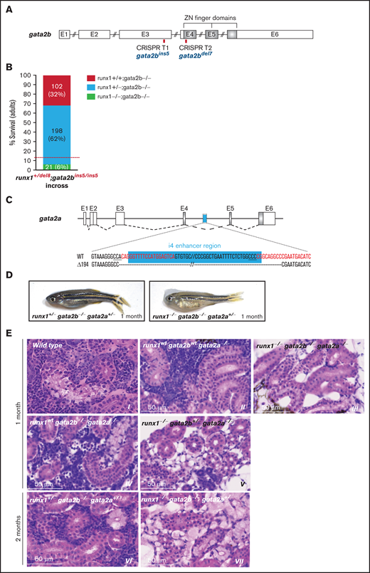 gata2b and gata2a are required for the development of definitive hematopoiesis in runx1 mutants. (A) Schematic representation of the gata2b gene showing the CRISPR targets T1 and T2 (red bars) used to generate the gata2bins5 and the gata2bdel7 mutant lines. (B) Survival of adult runx1del8/gata2bins5 double mutants obtained from the incross of runx1+/del8; gata2bins5/ins5 fish. Red dashed lines indicate the expected ratio of runx1−un recovery based on our previous experimental data (Figure 1E). Each bar segment shows the percentage and number of fish recovered for each genotype. (C) Schematic representation of gata2a genomic structure. The cyan box represents the 150-bp i4 enhancer that was removed using 2 CRISPR guides (red letters). (D) Photographs of representative 1-month-old runx1+/−gata2b−atgata2a+/− and runx1−ungata2b−atgata2a−at fish, with the latter more pale and smaller than the former. (E) Histologic analysis of kidney marrow of triple mutants runx1del8;gata2bins5;gata2ai4del1 at 1 or 2 months. Kidneys from runx1 wild-type and runx1+/− fish (panels II, IV, and VI) are similar to the kidney from the wild-type control (panel I) with marrows populated by blood progenitors. Kidneys from runx1del8/del8 fish with gata2b−atgata2a−at (III), gata2b+/−gata2a−at (V), or gata2b+/−gata2a+/− (VII) completely lack blood progenitors. See supplemental Figure 7 for additional characterizations of the zebrafish gata2b and gata2a mutants.