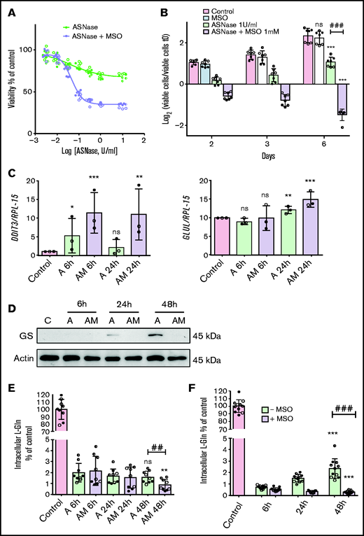 ALL-MSCs adapt to l-asparaginase through increased Glutamine Synthetase activity. (A) ALL-MSCs were incubated for 48 hours with the indicated doses of l-asparaginase (ASNase) in the absence or in the presence of methionine-l-sulfoximine (MSO, 1 mM), and viability was assessed with the resazurin method. Data are means ± SD of 9 independent experiments performed on MSCs derived from 3 distinct patients (UPN#12-15-16, supplemental Table 2A). Nonlinear regression analysis was used to obtain dose response curves. (B) ALL-MSCs were incubated in the absence (Control) or in the presence of ASNase (1 U/ml), MSO (1 mM), or ASNase + MSO, and cell growth was evaluated at the indicated times. Data are expressed as Log2 of the ratio between viable cells at the experimental time and viable cells at time 0 and are means ± SD of 7 independent experiments performed with cells from 3 ALL patients (UPN#14-15-16, supplemental Table 2A). *** P < .001 vs control cells at 6d; ### P < .001 cells treated with ASNase vs cells treated with ASNase + MSO. (C-E) ALL-MSCs were incubated for the indicated times in normal growth medium (Control) or in the presence of ASNase (A) or ASNase + MSO (AM) and then extracted for mRNA (C), protein (D), or amino acid (E) analysis. (C) The relative expression of DDIT3 and GLUL was determined, normalizing data for RPL-15 mRNA and expressing the results as folds of the mean value obtained in control cells, kept at 1. Data are means ± SD of 3 independent experiments performed with MSCs from 3 different patients (UPN#14-15-16, supplemental Table 2A). *P < .05, **P < .01, ***P < .001 vs control cells. (D) A representative western blot of GS is shown. Actin was used for loading control. The experiment was performed with ALL-MSCs from 4 different patients (UPN#11-12-13-16, supplemental Table 2A) with comparable results. (E) The intracellular content of Gln was determined at the indicated experimental times. Data are means ± SD of 9 independent experiments performed with MSCs from 3 different patients (UPN#12-14-15, supplemental Table 2A). **P < .01 vs cells undergoing the same treatment of 6 hours, ## P < .01 cells treated with l-asparaginase vs cells treated with ASNase + MSO for 48 hours. (F) ALL-MSCs were incubated for 48 hours in a Gln- and Asn-free medium in the absence or in the presence of MSO (1 mM) or in normal growth medium (Control). At the indicated times, intracellular Gln was determined. Data are means ± SD of 11 independent experiments performed with MSCs from 4 patients (UPN#11-12-13-16, supplemental Table 2A). ***P < .001 vs cells undergoing the same treatment of 6 hours; ###P < .001, cells incubated in the absence of MSO vs cells incubated in the presence of MSO for 48 hours. For panels A, B, C, E, and F, in each panel different symbol identifies MSCs from an individual donor.