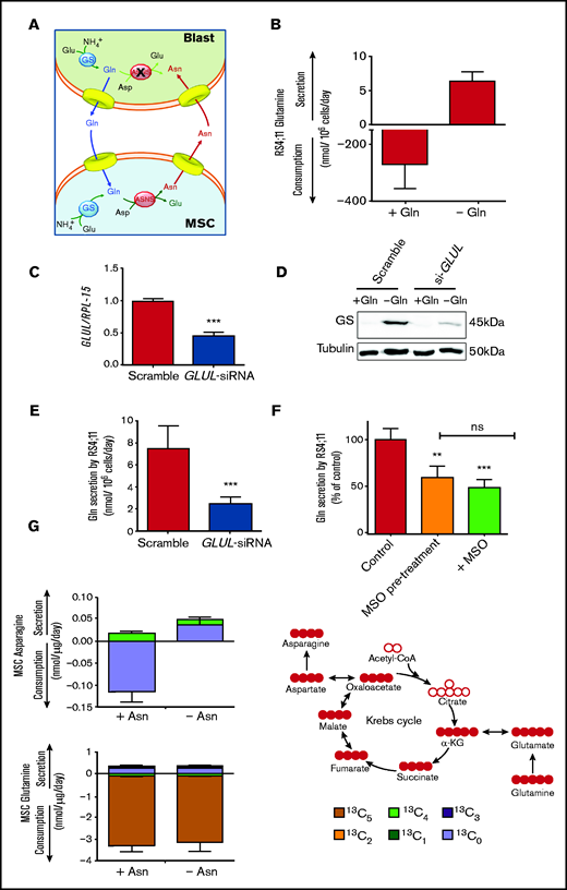 Leukemia cells release neo-synthetized Gln and MSCs use the amino acid to synthetize and secrete Asn. (A) A working model of the amino acid trade-off between ALL blasts and MSCs in the bone marrow niche is shown. Upon l-asparaginase treatment, asparagine (Asn) and glutamine (Gln) are hydrolyzed in the bulk phase, promoting GS expression in MSCs and ALL blasts. Asparagine Synthetase (ASNS)-negative ALL blasts synthetize Gln that is provided to MSCs for the synthesis of Asn, which is then extruded to supply ALL blasts, allowing their survival. (B) RS4;11 cells were incubated for 48 hours in the absence or presence of Gln (2 mM), and the exchange rate of Gln was evaluated. Data are means ± SD of 6 independent experiments. (C) RS4;11 cells were transfected with scramble or GLUL-siRNA (see Materials and Methods), and the expression of GLUL mRNA was evaluated after 24 hours. ***P < .001. (D) Expression of GS protein was evaluated in scramble-transfected or GLUL-silenced RS4;11 cells after 48 hours of incubation in the absence or in the presence of Gln (2 mM). Tubulin was used for loading control. A representative experiment is shown. (E) Scramble-transfected or GLUL-silenced RS4;11 cells were incubated for 48 hours in the absence of Gln, and Gln secretion was evaluated. Data are means ± SD of 6 independent experiments. ***P < .001 (F) After a 24-hour incubation in standard growth medium in the presence or in the absence of 1 mM methionine-l-sulfoximine (MSO), RS4;11 cells were incubated in the absence of Gln for further 24 hours. During this period, cells preincubated in the absence of MSO were maintained without the inhibitor (Control), while cells preincubated in the presence of MSO were maintained with the inhibitor (+MSO) or incubated in the absence of the inhibitor (MSO pretreatment). Data are expressed as % of Gln secretion in Control cells and are means ± SD of 4 independent experiments. **P < .01; ***P < .001 vs Control. (G) Exchange rates of Asn and Gln in 13C5-Gln-labeled ALL-MSCs incubated for 48 hours in Plasmax medium (Gln = 0.6 mM) in the absence or presence of Asn (41 μM) were determined. Data are means ± SD of 4 independent experiments with MSCs from 4 different patients (UPN#6-17-18-19, supplemental Table 2A). On the right, a schematic representation of labeling of intracellular metabolites upon incubation with 13C-Gln is shown.