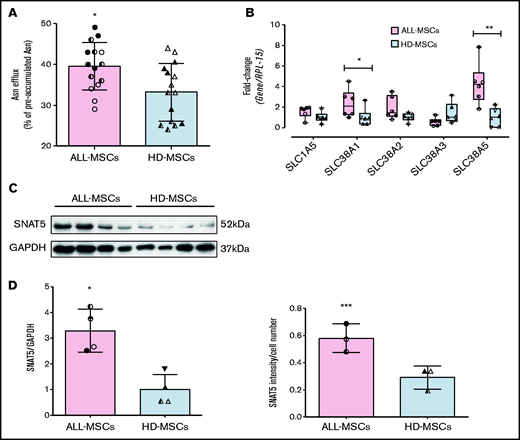 ALL-MSCs express higher levels of SNAT5 transporter and secrete more Asn than HD-MSCs. (A) Fractional Asn efflux (Equation 3, supplemental Materials and Methods) was determined in ALL-MSCs and HD-MSCs. Data are means ± SD of 15 independent experiments performed with MSCs from 3 different patients (UPN#12-13-16, supplemental Table 2A) or healthy donors (UPN#9-10-11, supplemental Table 2B). *P < .05. (B) The expression of the indicated genes was determined in a panel of ALL-MSCs and HD-MSCs. Data are expressed as fold-change, normalizing against the average expression of healthy donors and are means ± SD of 6 independent experiments performed with MSCs from 6 different patients (UPN#11-12-13-14-15-16, supplemental Table 2A) or healthy donors (UPN#9-10-11-12-13-14, supplemental Table 2B). *P < .05; **P < .01 (C) Western blot of SNAT5 expression in 2 panels of MSCs obtained from 4 distinct ALL patients (UPN#11-14-15-16, supplemental Table 2A) or healthy donors (UPN#10-11-12-13, supplemental Table 2B) (top). Glyceraldehyde-3-phosphate dehydrogenase (GAPDH) was used for loading control. Densitometric analysis of SNAT5 expression, normalized for GAPDH (bottom). Means ± SD are shown. *P < .05. (D) The mean intensity of SNAT5 signal was detected in ALL-MSCs derived from 3 different patients (UPN#11-12-14, supplemental Table 2A), and HD-MSCs derived from 3 different donors (UPN#9-11-13, supplemental Table 2B). Data are expressed as the ratio between mean intensity and the number of cells in the same fields (81 in 10 fields for ALL-MSCs and 93 in 19 fields for HD-MSCs) ***P < .001. For all the panels, Mann-Whitney U test was used. For panels A, B, C, and D, in each panel different symbol identifies MSCs from an individual donor.