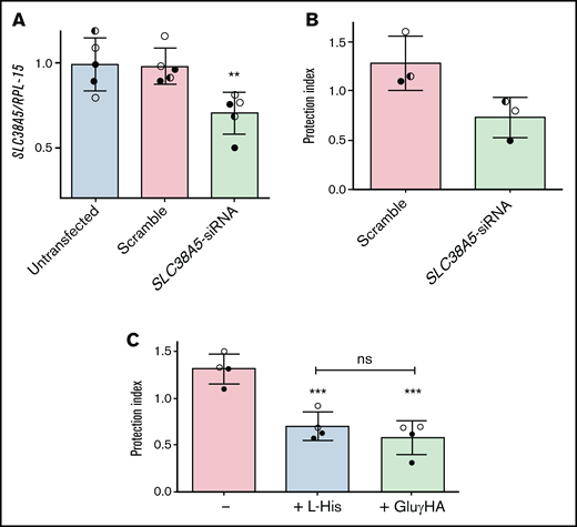 The inhibition of System N transporters lowers the protective effect by ALL-MSCs. (A,C) ALL-MSCs were transfected with scramble or SLC38A5-siRNA (see Materials and Methods). (A) The expression of SLC38A5 mRNA was evaluated after 4 ddays. Data are expressed as folds of the mean value obtained in untransfected MSCs, kept at 1, and are means ± SD of 5 independent experiments performed with ALL-MSCs derived from 3 distinct patients (UPN#6-7-16, supplemental Table 2A). **P < .01. (B) RS4;11 cells were treated with l-asparaginase in monoculture or coculture with scramble-transfected or SLC38A5-silenced ALL-MSCs, and the protection index was determined. Data are means ± SD of 3 independent experiments performed with ALL-MSCs derived from 3 distinct patients (UPN#6-7-16, supplemental Table 2A). *P < .05. (C) RS4;11 cells were treated with l-asparaginase in monoculture or coculture with ALL-MSCs in the absence or in the presence of L-Histidine (L-His, 10mM) or l-glutamic acid γ-monohydroxamate (GluγHA, 1mM). The protection index is shown in the 3 conditions. Data are means ± SD of 4 independent experiments performed with ALL-MSCs derived from 2 distinct patients (UPN#8-16, supplemental Table 2A). ***P < .001 vs the protection index obtained in the absence of inhibitors. For panels A, B, and C, in each panel different symbol identifies MSCs from an individual donor.