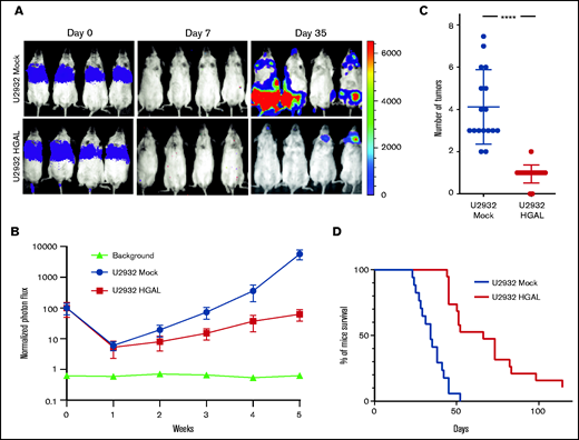 HGAL expression inhibits U2932 lymphoma cell growth and metastasis and prolongs mouse survival. Mice were injected intravenously with 5 × 106 luciferase-transduced human lymphoma cells from cell line U2932. D-luciferin was injected intraperitoneally (150 mg/kg body weight) 15 minutes before acquiring images. Bioluminescence images were taken once per week. (A) Representative bioluminescent images of mice with U2932 Mock and U2932 HGAL lymphoma. (B) Tumor growth curve based on photon flux intensity (each group had 17 mice) with significant differences between the U2932 Mock and U2932 HGAL mouse cohorts (P = .0042). Mice that were not injected (background; 5 mice) served as a control for background photon flux intensity. Normalized photon flux represents tumor photon flux (luminescence intensity) at the indicated time relative to photon flux measured after cell injection on day 0 that was set to value of 100. (C) Number of individual sites with lymphoma involvement in U2932 Mock and U2932 HGAL mice (P = .0001). (D) Kaplan-Meier plots of mouse survival demonstrating significant difference between the U2932 Mock and U2932 HGAL mice (P = .0001). ****P = .0001.