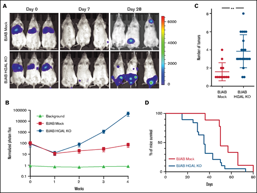 HGAL expression inhibits BJAB lymphoma cell growth and metastasis and prolongs mouse survival. Mice were injected intravenously with 5 × 106 luciferase-transduced human lymphoma cells from cell line BJAB. D-luciferin was injected intraperitoneally (150 mg/kg body weight) 15 minutes before acquiring images. Bioluminescence images were taken once per week. (A) Representative bioluminescent images of mice with BJAB Mock and BJAB HGAL knockout (KO) lymphoma. (B) Tumor growth curve based on photon flux intensity (Mock group, 12 mice; HGAL KO group, 19 mice) with significant difference between the mouse cohorts with BJAB Mock and BJAB HGAL KO lymphomas (P = .0038). Mice that were not injected (background; 5 mice) served as a control for background photon flux intensity. Normalized photon flux represents tumor photon flux (luminescence intensity) at the indicated time relative to photon flux measured after cell injection on day 0 that was set to value of 100. (C) Number of individual sites with lymphoma involvement in BJAB Mock and BJAB HGAL KO mice (P = .0051). (D) Kaplan-Meier plots of mouse survival demonstrating significant difference between the BJAB Mock and BJAB HGAL KO mice (P = .0051). **P <.01.