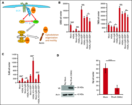Effects of BCR stimulation on transwell migration in isogenic lymphoma cells expressing or not expressing HGAL. (A) Schematic presentation of BCR downstream cascade regulating cytoskeleton and cell motility. Question mark represents contradictory data in the literature on the potential of PI3K to activate BTK. (B) Effects of BCR activation with and without SDF1 stimulation on transwell migration of isogenic U2932 and TMD8 lymphoma cells expressing or not expressing HGAL. (C) Effects of BCR activation with and without SDF1 stimulations on transwell migration of isogenic wild-type BJAB cells expressing HGAL and HGAL KO cells. (D) Effect of constitutively active RhoA (Q63L) expression on transwell migration of Raji cells. *P < .05; **P < .01; ***P < .001; ****P < .0001.