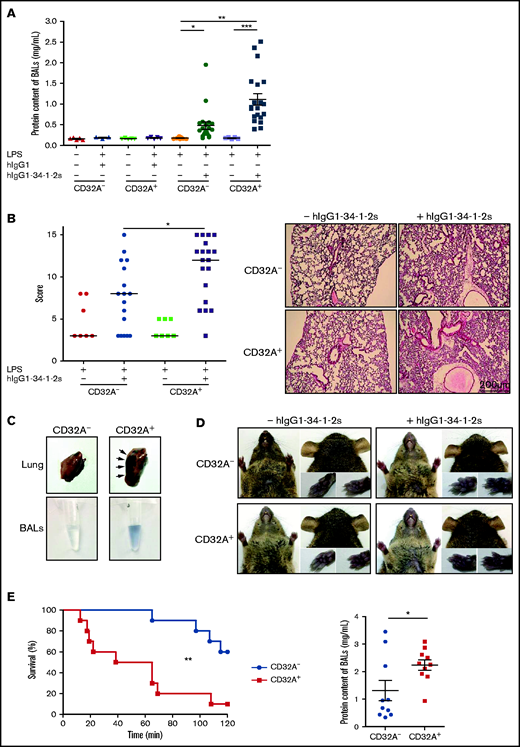 FcγRIIA/CD32A expression severely aggravates the alveolar edema and increases the mortality of antibody-mediated TRALI. The pathogenesis of TRALI was analyzed 15 minutes or 2 hours after injection of the chimeric human/mouse anti–MHC I mAb hIgG1-34-1-2S (1.5 mg/kg, intravenous) into LPS-sensitized (0.1 mg/kg, intraperitoneal) CD32A– or CD32A+ mice. (A) Protein concentrations in BALs were measured 15 minutes after injection of hIgG1-34-1-2S or in negative controls (CD32A–, n = 9-20; CD32A+, n = 3-20). (B) The histologic features of lung injury were determined 15 minutes after injection of hIgG1-34-1-2S or in negative controls (CD32A–, n = 7-17; CD32A+, n = 7-19). Scale bar = 200 µm. (C) Exemplary photographs showing increased pulmonary vascular permeability in CD32A+ mice compared with CD32A– mice revealed by extravasation of Evans Blue dye into the lung tissue and BALs 15 minutes after administration of hIgG1-34-1-2S. (D) Extravasation of Evans Blue dye was not observed in the vascular territories of the glabrous skin of the ears, snout, or paws 15 minutes after injection of hIgG1-34-1-2S or saline into CD32A+ or CD32A– mice. (E) Left: Kaplan-Meier survival plots for CD32A– and CD32A+ mice (n = 10) (log-rank test, P = .0027). Right: Protein concentrations in BALs of CD32A– and CD32A+ mice at death or at the 2-hour end point. Results are presented as the mean ± standard error of the mean. *P < .05, **P < .01, ***P < .001 by one-way analysis of variance (panels A and B) or a Student t test (panel E, right).