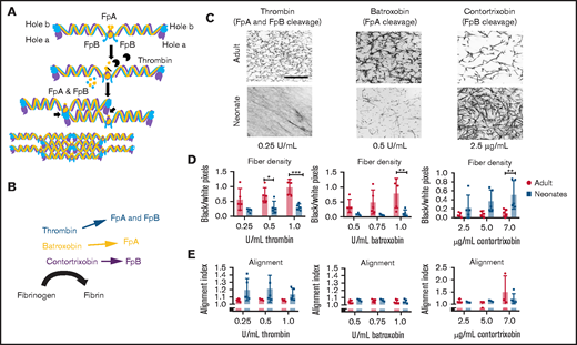 Selective cleave of fibrinopeptides. (A) Fibrin polymerization occurs through the noncovalent binding of exposed fibrin knobs A and B to fibrin holes a and b on adjacent proteins. These mechanisms have not been explored in neonates. (B) Snake venom thrombin-like enzymes were used to selectively cleave fibrinopeptides and activate fibrin. (C) Representative images from confocal microscopy at 63× magnification of adult and neonatal fibrin clots at equal enzyme concentrations reveals differences in fiber density (D) and fiber alignment (E). Scale, 10 μm. Fiber density, N = 5 per group; fiber alignment, N = 4 to 5 per group. Average ± standard deviation is shown. *P < .05, **P < .01, ***P < .001.