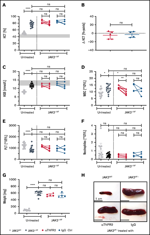 MPN disease parameters upon 3 weeks of treatment using an αTNFR2 antibody. JAK2+/VF mice were treated intraperitoneally, 5.0 mg/kg body weight, 2 times a week for 3 weeks with an anti-mouse TNFR2 antibody (clone TR75-54.7) or polyclonal Armenian Hamster IgG as control antibody. Blood counts were analyzed weekly during the treatment phase. All mice were 12 to 13 weeks old at the end of therapy JAK2WT and JAK2+/VF mice were age matched (11-15 weeks). (A-F) HCT and blood count analysis of untreated JAK2+/VF mice (n = 15), JAK2WT mice (n = 14), and JAK2+/VF mice treated with αTNFR2 antibody (n = 5) or IgG (n = 4). (B) Change in HCT (ΔHCT) in αTNFR2-treated mice and corresponding control group. Differences between HCT at the start and end of treatment in αTNFR2-treated mice and IgG-treated controls (ΔHCT = HCTEnd − HCTStart). (G) Spleen weights for untreated JAK2+/VF mice (n = 11), JAK2WT mice (n = 10), and JAK2+/VF mice treated with αTNFR2 antibody (n = 5) or IgG (n = 4). (H) Representative photographs of spleens from untreated control mice (n = 3) and JAK2+/VF mice (n = 6) treated with αTNFR2 antibody (n = 2) or IgG (n = 2). *P < .05, **P < .01, ***P < .001 ****P < .0001. Ctrl, control; ns, not significant.