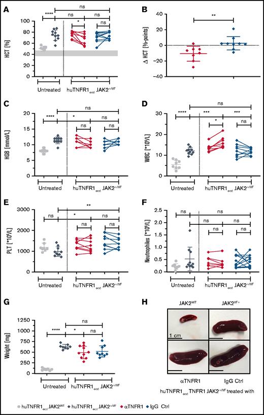 MPN disease parameters upon 3 weeks of treatment using an αTNFR1 antibody. huTNFR1ecd × JAK2+/VF mice were treated intraperitoneally, 20 mg/kg body weight, 3 times a week for 3 weeks with an anti-human TNFR1 antibody (clone H398; Institut fur Zellbiologie un Immunologie Stuttgart) or an IgG2a isotype control Ab (clone C1.18.4). Blood counts were analyzed weekly during the treatment phase. All antibody-treated huTNFR1ecd × JAK2+/VF mice were 12 or 13 weeks old at the end of therapy; huTNFR1ecd × JAK2WT mice and huTNFR1ecd × JAK2+/VF mice were age matched (11-15 weeks). (A-F) HCT and blood count analysis of untreated huTNFR1ecd × JAK2+/VF mice (n = 10) and JAK2WT mice (n = 8) and huTNFR1ecd × JAK2+/VF mice treated with αTNFR1 antibody (n = 8) or IgG (n = 9). (B) Change in HCT (ΔHCT) in αTNFR1-treated mice and corresponding control group. Differences between HCT at the start and end of the treatment phase in αTNFR1-treated mice and IgG control mice (Δ HCT = HCTEnd − HCTStart). (G) Spleen weights for untreated huTNFR1ecd × JAK2+/VF mice (n = 8) and JAK2WT mice (n = 7) and huTNFR1ecd × JAK2+/VF mice treated with αTNFR1 antibody (n = 9) or IgG (n = 9). (H) Representative photographs of spleens from untreated huTNFR1ecd × JAK2WT mice (n = 3) and huTNFR1ecd × JAK2+/VF mice (n = 3) and huTNFR1ecd × JAK2+/VF mice treated with αTNFR1 antibody (n = 5) or IgG (n = 5). *P < .05, **P < .01, ***P < .001, ****P < .0001. ns, not significant.