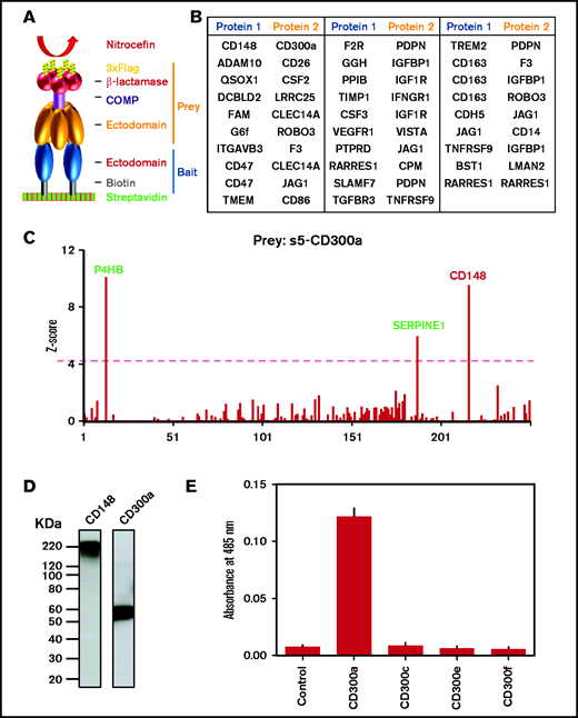 AVEXIS screen identified a potential novel interaction between CD300a and CD148 receptors. (A) Normalized monobiotinylated bait proteins were arrayed, incubated with pentameric preys, washed, and detected with β-lactamase substrate (nitrocefin) using AVEXIS. (B) List of novel interactions identified in the current study. Complete information is shown in supplemental Table 3. (C) Prey s5-CD300a was screened against 250 monomeric bait proteins from our human platelet-leukocyte extracellular protein library; it detected CD148 as a positive hit. Two other promiscuous baits proteins also appeared in this screen (green text). The red dashed line represents the Z-score cutoff of 4. (D) Western blots showing expression of CD148 and CD300a bait proteins with expected molecular weights. (E) Prey CD300 family receptors and a negative control protein were screened against CD148 bait; only CD300a showed a positive interaction (n ≥ 3). COMP, cartilage oligomeric matrix protein.