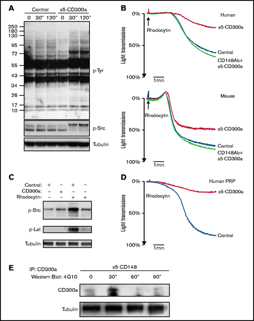 CD300a promotes signaling and inhibits platelet aggregations via CD148. (A) s5-CD300a (40 nM) increases global phosphorylated tyrosine (p-Tyr) in unactivated platelets in the presence of secondary mediator inhibitors (n = 3). (B) s5-CD300a (40 nM, 200 nM for monomer) inhibits rhodocytin-induced (50 nM) platelet aggregation in humans and mice, which is abolished by anti-human/mouse CD148 antibody (10 µg/mL) (n ≥ 3). (C) s5-CD300a, not a control protein s5-CD200, inhibits Src and Lat phosphorylation by rhodocytin (n = 3). (D) s5-CD300a (40 nM, 200 nM for monomer) inhibits rhodocytin-induced (50 nM) platelet aggregation in human platelet-rich plasma. (E) s5-CD148 induces CD300a tyrosine phosphorylation in CD300a-transfected HEK293T cells. IP, immunoprecipitation; ′′, minutes.