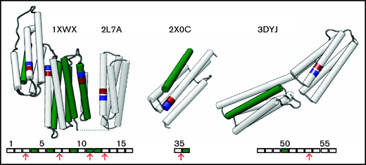 Calpain-mediated cleavages in the talin rod domain. The 4 PDB structures shown depict helices as pipes and are arranged in sequential order. The N-terminus of a calpain cleavage is shown in red and the C-terminus in blue. Below each image is a schematic in which the helices are depicted as rectangles and their location in the talin rod is indicated. VBSs are shown in green, and calpain cleavage sites are indicated with red arrows. Structure 1XWX is a model that encompasses helices 1 to 12. The 13th helix is borrowed from NMR structure 2L7A. 2X0C covers helices 28 to 36, but only 28 to 30 and 35 to 36 are shown. The final 10-helix bundle is 3DYJ, depicting talin rod helices 47 to 56. Images were made using Chimera.