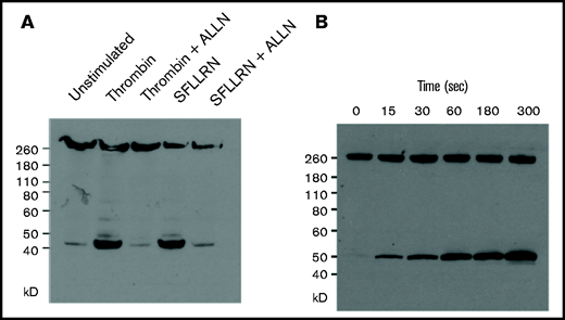 Thrombin and the thrombin receptor activation peptide SFLLRN stimulate the rapid cleavage of talin by calpain. (A) Unstirred suspensions of washed human platelets were incubated in 5 units/mL of thrombi or 50 μM of SFLLRN for 5 minutes in the absence or presence of ALLN, after which they were lysed with 50 mM of tris(hydroxymethyl)aminomethane (Tris) buffer containing 1% NP-40, 4 mM of EDTA, 1 mM of ALLM, and protease and phosphatase inhibitor cocktails. Dissolved proteins were separated by sodium dodecyl sulfate–polyacrylamide gel electrophoresis (SDS-PAGE) and immunoblotted with the anti–talin-1 head domain monoclonal antibody TA205. (B) Unstirred suspensions of washed human platelets were incubated with 5 units/mL of thrombin for the indicated times, after which they were lysed with 50 mM of Tris buffer containing 1% NP-40, 4 mM of EDTA, 1 mM of ALLM, and protease and phosphatase inhibitor cocktails. Dissolved proteins were separated by SDS-PAGE and immunoblotted with the anti–talin-1 head domain monoclonal antibody TA205.
