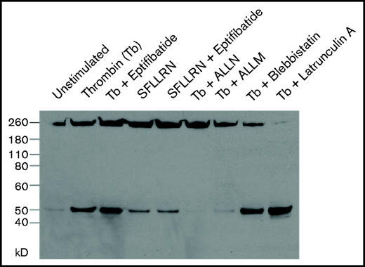 Calpain rapidly cleaves talin in stimulated platelets in the absence of αIIbβ3 activation and cytoskeleton-generated force. Unstirred suspensions of washed human platelets were preincubated with either buffer (unstimlated platelets), 1 mM of eptifibatide, 1 mM of ALLN, 1 mM of ALLM, 2 μM of blebbistatin, or 2 μM of latrunculin for 15 minutes at 37°C. An aliquot of the resting platelets and platelets that had been preincubated with eptifibatide, ALLN, ALLM, blebbistatin, or latrunculin A were then stimulated with either 5 units/mL of thrombin (Tb) or SFLLRN as indicated without stirring for 5 minutes at 37°C, after which they were lysed and the lysate immunoblotted with TA205.