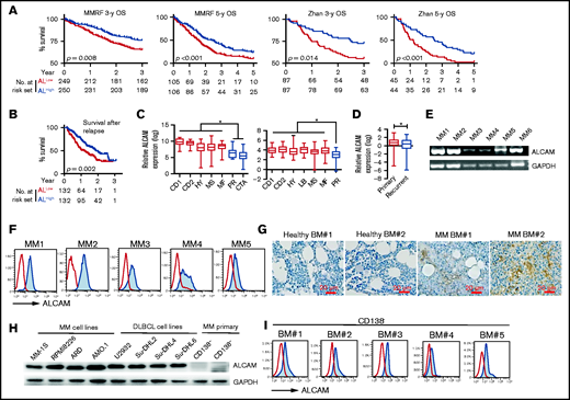 ALCAM expression in myeloma cells. Microarray-based analyses of ALCAM expression correlated MM clinical factors. From left to right (A), OS of MMRF CoMMpass patients for 3 years, 5 years, and Zhan’s patients for 3 years and 5 years; OS of postrelapse survival (B) in ALCAMhigh vs ALCAMlow groups of patients with MM, analyzed using microarray datasets GSE9782 (ALCAMhigh vs ALCAMlow groups of patients with MM are defined by the median value of ALCAM expression). (C) ALCAM expression in molecular clusters of MM. The molecular classification of MM includes 7 subgroups: PR (proliferation), LB (low bone disease), MS (MMSET), HY (hyperdiploid), CD-1 (CCND1 gene amplification), CD-2 (CCND3 gene amplification), and MF (MAF/MAFB gene amplification). The left panel is from the analysis of Broyl’s dataset (GSE19784); the right panel is from the analysis of Zhan’s dataset (GSE2658). (D) ALCAM expression in primary MM vs recurrent disease (GSE4452). (E) RT-PCR amplification of ALCAM transcript from 6 different primary MM cells. (F) Flow cytometry analysis of ALCAM expression in primary MM cells. (G) Immunohistochemistry staining of ALCAM in healthy BM and MM BM biopsies (2 of 5). (H) western blotting of ALCAM expression in different human MM cell lines, Diffuse large B-cell lymphoma (DLBCL) cell lines and primary MM CD138− cells. (I) Flow cytometry analysis of ALCAM expression in MM CD138− cells. The data were obtained from 3 independent experiments. Kaplan-Meier curves showing OS rates associated with ALCAM expression in MM, and tested by log-rank test (A,B). Two-tailed Student’s t test (D) or 1-way ANOVA (C) with multiple comparisons. *P < .05.