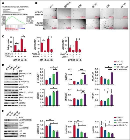 ALCAM suppressed EGFR-initiated hedgehog pathway activation. (A) Gene Set Enrichment Analysis showing hedgehog pathway gene enrichment in EGFRhigh MM cells. (B) Colony formation assay of CTR-KD or AL-KD RPMI8226, cocultured with BMSC in the presence of an EGFR inhibitor (gefitinib, 200 nM), an Erk inhibitor (U0126, 100 nM), or a Gli inhibitor (GNAT61, 5 μM). (C) Quantification of colony-forming assay. (D) Addition of recombinant EGF (10 ng/mL) in cultured CTR-KD and AL-KD RPMI8226 cells for 10 minutes, with the cell lysate used for western blotting. The results are quantified in the right panel. (E) Addition of ALCAM-Fc chimera (Al-Fc, 0.25 μg/mL) in cultured CTR-KD and AL-KD RPMI8226 cells for 1 hour, with the cell lysate used for western blotting. The results are quantified in the right panel. (F) RPMI8226 cells (CTR-KD and AL-KD) cocultured with BMSC-M for 48 hours or cultured in complete medium, and examined by western blotting. The results are quantified in the right panel. (G) RPMI8226-CTR cells cultured under normal conditions, or treated with recombinant EGF (10 ng/mL) for 10 minutes, or cocultured with BMSC-M for 48 hours, then examined the hedgehog pathway genes GLI1, PTCH1, and MYC by qPCR. (H) Performed similar experiment as in panel G with RPMI8226-ALCAM- KD cells. (I) RPMI8226 cells cultured with or without recombinant EGF (10 ng/mL) for 1 hour. The cells were examined by immunofluorescence staining followed by confocal florescence microscopy. The data were obtained from 10 randomly choose fields and shown as the mean ± SD. Red: Gli1; blue: DAPI for nucleus. The Gli1 distribution in cells are quantified in the right panel. (J) The same immunofluorescence staining of Gli1 in RPMI8226 cells (AL-KD) with or without addition of recombinant EGF (−, without EGF; +, EGF 10 pg/mL; ++, EGF 10 ng/mL). All data in bar graphs were assessed by 2-tailed Student t test. *P < .05, **P < .01; ***P < .001.