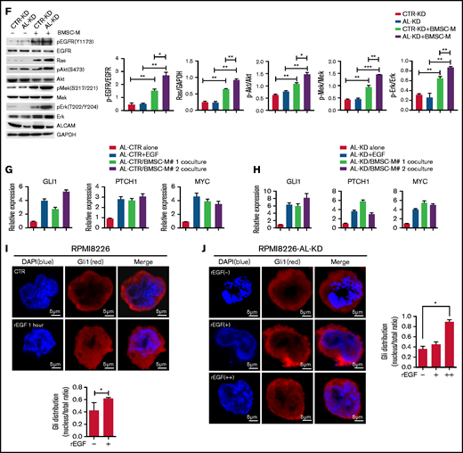 ALCAM suppressed EGFR-initiated hedgehog pathway activation. (A) Gene Set Enrichment Analysis showing hedgehog pathway gene enrichment in EGFRhigh MM cells. (B) Colony formation assay of CTR-KD or AL-KD RPMI8226, cocultured with BMSC in the presence of an EGFR inhibitor (gefitinib, 200 nM), an Erk inhibitor (U0126, 100 nM), or a Gli inhibitor (GNAT61, 5 μM). (C) Quantification of colony-forming assay. (D) Addition of recombinant EGF (10 ng/mL) in cultured CTR-KD and AL-KD RPMI8226 cells for 10 minutes, with the cell lysate used for western blotting. The results are quantified in the right panel. (E) Addition of ALCAM-Fc chimera (Al-Fc, 0.25 μg/mL) in cultured CTR-KD and AL-KD RPMI8226 cells for 1 hour, with the cell lysate used for western blotting. The results are quantified in the right panel. (F) RPMI8226 cells (CTR-KD and AL-KD) cocultured with BMSC-M for 48 hours or cultured in complete medium, and examined by western blotting. The results are quantified in the right panel. (G) RPMI8226-CTR cells cultured under normal conditions, or treated with recombinant EGF (10 ng/mL) for 10 minutes, or cocultured with BMSC-M for 48 hours, then examined the hedgehog pathway genes GLI1, PTCH1, and MYC by qPCR. (H) Performed similar experiment as in panel G with RPMI8226-ALCAM- KD cells. (I) RPMI8226 cells cultured with or without recombinant EGF (10 ng/mL) for 1 hour. The cells were examined by immunofluorescence staining followed by confocal florescence microscopy. The data were obtained from 10 randomly choose fields and shown as the mean ± SD. Red: Gli1; blue: DAPI for nucleus. The Gli1 distribution in cells are quantified in the right panel. (J) The same immunofluorescence staining of Gli1 in RPMI8226 cells (AL-KD) with or without addition of recombinant EGF (−, without EGF; +, EGF 10 pg/mL; ++, EGF 10 ng/mL). All data in bar graphs were assessed by 2-tailed Student t test. *P < .05, **P < .01; ***P < .001.