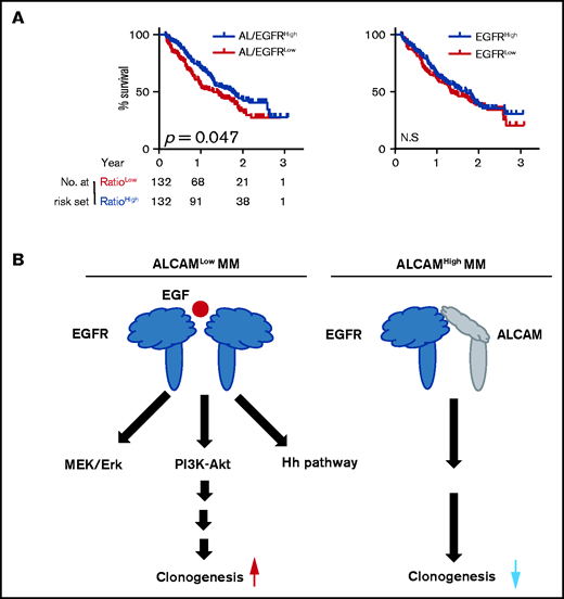 Model of ALCAM regulation on myeloma clonogenicity. (A) Kaplan-Meier curves showing OS rates associated with ALCAM/EGFR ratio, and EGFR expression in MM, then tested by log-rank test. (B) Graphic model of ALCAM function in MM.