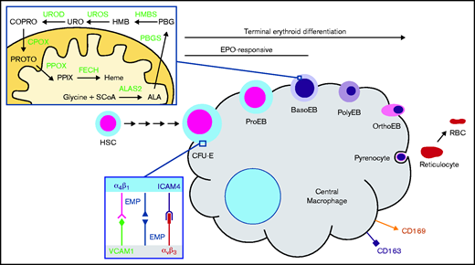 Heme biosynthesis and the erythroblastic island. The terminal steps of erythroid development occur while erythroblasts are closely associated with a CM via αβ integrins, VCAM1, erythroblast macrophage protein (EMP), and ICAM4. Heme synthesis in this context is fully activated by the basophilic erythroblast (BasoEB) stage of development. CD163 and CD169 are macrophage-specific cell surface markers. Heme synthesis enzymes are in bold green text. CFU-E, colony forming unit–erythroid; CPOX, coproporphyrinogen III oxidase; HMBS, hydroxymethylbilane synthase; HSC, hematopoietic stem cell; OrthoEB, orthochromatic erythroblast; PBGS, porphobilinogen synthase; PolyEB, polychromatic erythroblast; PPOX, protoporphyrinogen oxidase; ProEB, proerythroblasts; RBC, red blood cell; SCoA, succinyl-CoA; UROD, URO decarboxylase; UROS, uroporphyrinogen III synthase.