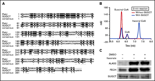 SUGCT converts itaconate to itaconyl-CoA. (A) Human SUGCT is homologous to the P aeruginosa itaconyl-CoA transferase (PaIct). Black and gray boxes highlight identical residues and conservative substitutions, respectively. (B) Discontinuous high-performance liquid chromatography (HPLC) assays showed that SUGCT generates itaconyl-CoA from succinyl-CoA and itaconate in vitro. (C) Immunoblotting of MEL mitochondria from cells treated with and without 2.5 mM itaconate and dimethyl sulfoxide (DMSO) for 72 hours. MEL mitochondrial lysates were probed with anti-ALAS2, anti-FECH, and anti-SUGCT primary antibodies. HPLC assays were performed on a C18 reverse-phase column with UV detection (mAU = milli-absorbance units at 254 nm). Optimal autoexposure within the linear dynamic range was performed for each immunoblot on the ChemiDoc imaging system (Bio-Rad). The HPLC chromatogram (B) and western blot (C) shown are representative of n = 2 biological replicates.