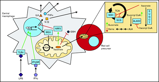 Model of the erythroblastic island during an inflammatory response. Itaconate is produced via IRG1 in immunoactivated blood island macrophages and excreted to the surrounding milieu. Subsequent import and metabolism of itaconate to itaconyl-CoA by proximal red cell precursors result in inhibition of ALA synthesis and cellular hemoglobinization at the point of ALAS2 catalysis. Interleukin 6 (IL6), tumor necrosis factor-α (TNFα), and interleukin 1β (IL1β) are proinflammatory cytokines. GSH, glutathione; IFNGR, interferon-γ (IFNγ) receptor; TLR4, Toll-like receptor 4.