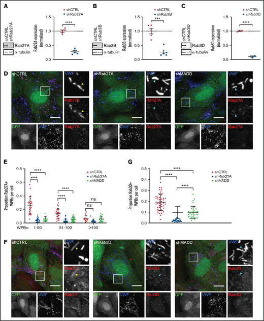 Rab27A, Rab3B, and Rab3D recruitment to WPBs is decreased upon MADD silencing. (A-C) HUVECs were transduced with pLKO-shRNAs targeting Rab27A (A), Rab3B (B), and Rab3D (C) or nontargeting control (shCTRL); representative western blots and quantifications of 3 to 5 biological replicates are shown confirming knockdown after 7 days. Data are shown as mean ± SEM and were analyzed by using an unpaired Student t test. Dotted lines indicate activity levels in shCTRL. ***P < .001; ****P < .0001. (D,F) HUVECs were transduced with a pLKO-GFP-shRNA co-expression construct containing shCTRL, shRab27A, shRab3D, or shMADD (all shown in green) and immunostained for VWF (blue) and Rab27A or Rab3D (red) as indicated. Individual channels are shown in grayscale below. Boxed areas are magnified on the right. Yellow arrowheads indicate Rab+ and cyan arrowheads indicate Rab– WPBs. Scale bars represent 10 µm. (E,G). The Rab+ proportion of WPBs per cell was quantified. (E) The proportion of Rab27A+ WPBs was divided over 3 bins based on the amount of WPBs in shCTRL (n = 56) and was compared with shRab27A (n = 55) and shMADD (n = 54). Data are shown as mean ± standard deviation (SD) and were analyzed by using two-way analysis of variance (ANOVA) with Tukey’s multiple comparisons test. ****P < .0001. (G) The proportion of Rab3D+ WPBs in shCTRL (n = 42) is compared with shRab3D (n = 31) and shMADD (n = 33) without binning. Data are shown as mean ± SD and were analyzed by using one-way ANOVA with Tukey’s multiple comparisons test. ****P < .0001. ns, not significant.
