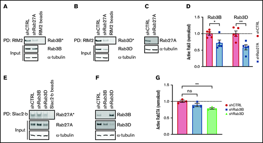 Rab27A augments Rab3B and Rab3D activation. GTP-bound Rab3B (A) and Rab3D (B) fractions (Rab3B* and Rab3D*) were extracted by RIM2 PD in shCTRL- and shRab27A-transduced HUVEC lysates. (C) Western blot analysis of Rab27A expression in shCTRL and shRab27A. (D) Normalized Rab3B and Rab3D activity levels are plotted relative to total input levels. Dotted line indicates activity levels in shCTRL. (E) GTP-bound Rab27A fractions (Rab27A*) were extracted by Slac2-b PD in shCTRL-, shRab3B-, and shRab3D-transduced HUVEC lysates. (F) Western blot analysis of Rab3B and Rab3D expression in shCTRL, shRab3B, and shRab3D. (G) Normalized Rab27A activity levels are plotted relative to total input levels. Representative western blots are shown for 3 Slac2-b PD and 5 RIM2 PD biological replicates. Dotted line indicates activity levels in shCTRL. Statistical analysis used an unpaired Student t test comparing each condition to shCTRL. Data are shown as mean ± SEM. *P < .05; **P < .01.