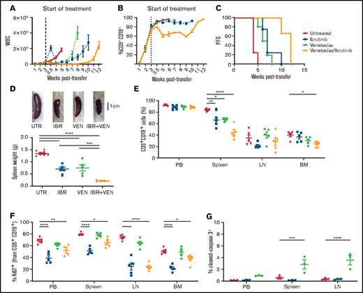 Combined venetoclax and ibrutinib vs single-agent treatment in the Tcl1 mouse model of CLL (A-B) Mice were treated with ibrutinib (0.16 mg/mL in drinking water), venetoclax (once daily 100 mg/kg, intragastric), or a combination of both agents and assessed on a weekly basis for WBC count (A) and percentage of CLL cells (B). Means of WBC counts and percentage of CLL cells ± standard error of the mean (SEM) are presented. The figure is representative of 4 independent experiments, including 5 mice in each arm of the respective experiments. (C) Splenomegaly was partially reversed after 4 weeks of treatment and is more pronounced in the combination treatment. At this time point, WBCs were 1.18 × 108 in untreated, 1.26 × 107 in ibrutinib-treated, 6.2 × 106 in venetoclax-treated, and 1.3 × 107 in combination-treated mice. Photographs showing spleen size are representative of 3 experiments. Means of spleen weights ± SEM are presented; significant differences were determined by 1-way analysis of variance (ANOVA) with Tukey’s multiple-comparisons test. ***P < .001; ****P < .0001. (D) Single-agent and combination treatment decreased CLL cell accumulation in mouse spleen and combination-treatment decreased CLL cell accumulation in bone marrow (BM). Means of the percentage of CLL cells ± SEM are presented. Significant differences were determined by 2-way ANOVA with Tukey’s multiple-comparisons test. *P < .05; **P < .01; ****P < .0001. Reduced percentage of proliferating cells (E) and increase in apoptotic cells measured in PB, spleen, and LN (F) after 4 weeks of the indicated treatments. Mean percentage of Ki67+ or of cleaved caspase 3+ cells ± standard error of the mean (SEM) are presented; significant differences were determined by 2-way analysis of variance with Tukey’s multiple-comparisons test. *P < .05; **P < .01; ***P < .001; ****P < .0001.