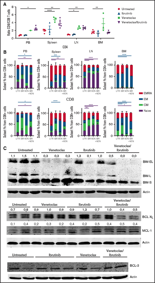 Combination of venetoclax and ibrutinib decreases T-cell compartment skewing and acts on BIM regulation in CLL cells from a Tcl1 mouse model (A) Quantification of the ratio of CD4/CD8 T cells in the different arms of the experiment. Means of CD4/CD8 T-cell ratio ± standard error of the mean (SEM) are presented; significant differences were determined by a 2-way analysis of variance (ANOVA) with Tukey’s multiple-comparisons test. *P < .05, **P < .01 ****P < .0001. (B) Percentages of phenotypes (naive, central memory, effector memory, and double negative) from CD4+ and CD8+ T cells based on CD44 and CD62L expression are presented as means ± SEM. Significant differences were determined by 2-way ANOVA with Tukey’s multiple-comparisons test. *P < .05; **P < .01; ***P < .001; ****P < .0001. (C) Western blot analysis of sorted Tcl1 PBMC leukemia cells at time of relapse. Actin protein is presented as the loading control.