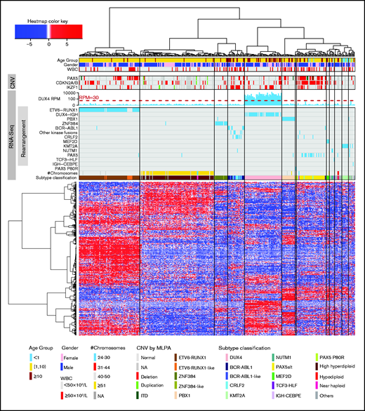 Unsupervised hierarchical clustering based on gene expression profiles. Hierarchical clustering, oncogene rearrangement identification, PAX5 P80R variant calling, gross chromosome CNV detection, and subtype classification were performed using RNA-seq data. Age, sex, presenting WBC, and CNV of PAX5, CDKN2A/B, and IKZF1 (by MLPA) are shown. These are not used in subtype classification. ITD, internal tandem duplication; NA, not available.
