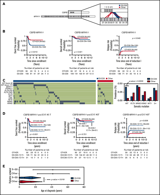 CBFB-MYH11 fusion transcript subtype predicts relapse in AML. (A) CBFB-MYH11 fusion transcripts within our cohort with line weights that correspond to the associated prevalence. (B) Kaplan-Meier estimates for the probability of EFS, OS, and RR in patients with CBFB-MYH11 AML stratified based on fusion transcript (E5-E33 vs all others). (C) Oncoplot with associated somatic driver mutations based on fusion transcript status. KIT mutations are more prevalent in E5-E33 CBFB-MYH11 AMLs compared with others (Fisher’s exact test, P value = .0003). (D) Kaplan-Meier estimates for the probability of EFS, OS, and RR in patients with CBFB-MYH11 AML stratified based on fusion transcript and E17 KIT mutation status. (E) Age distribution comparing Schwind et al (adults) and patients from our cohort (pediatrics).